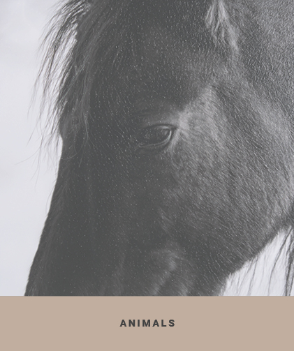 Aminal